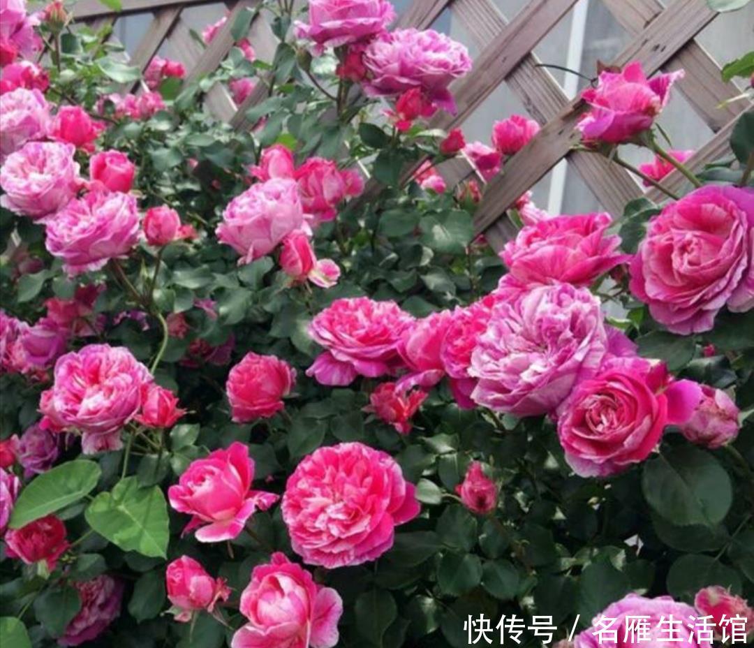 『光照』春天这5种花,要多晒太阳,不然光长叶子,开花少