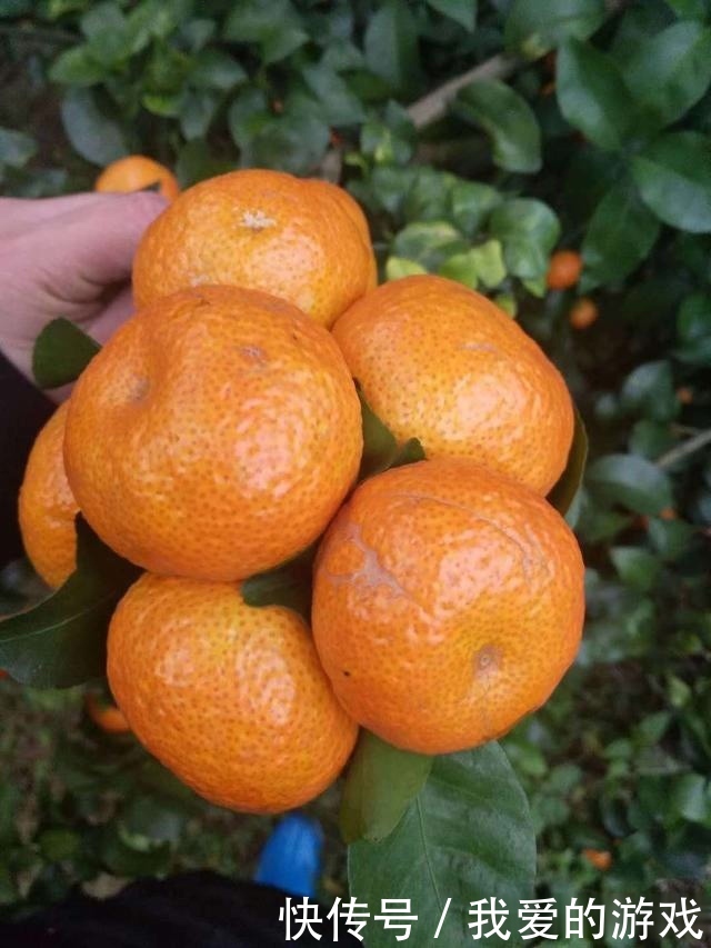 砂糖橘，天使的面孔背后，是魔鬼！