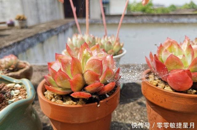 【时节】多肉在美好时节里尽情绽放吧!