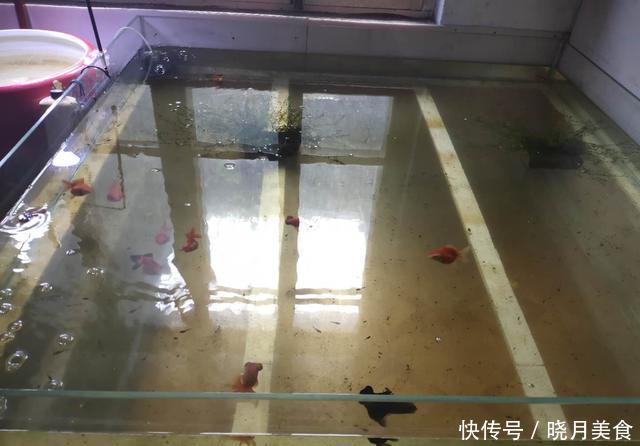  「懒人」无过滤饲养金鱼需要天天换水吗？这可真不一定，懒人有懒办法