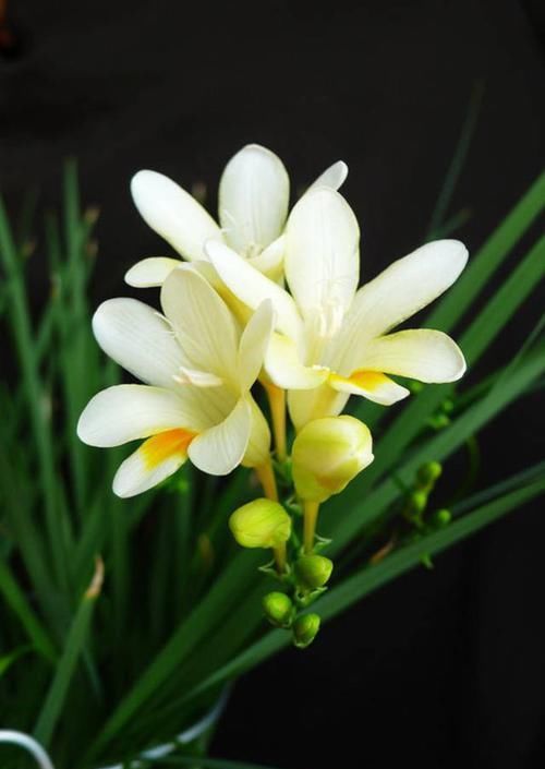  『代表着』花友选出了自己认为最美的50种花
