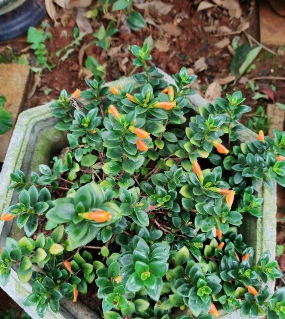  #植物#金鱼吊兰这样养,长成“老桩”,开满盆的“小金鱼”