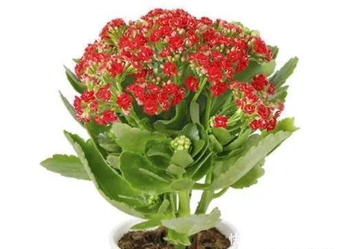 家里|家里养有六种花卉的,可别忘了掐心,越掐爆盆越快,开花越多
