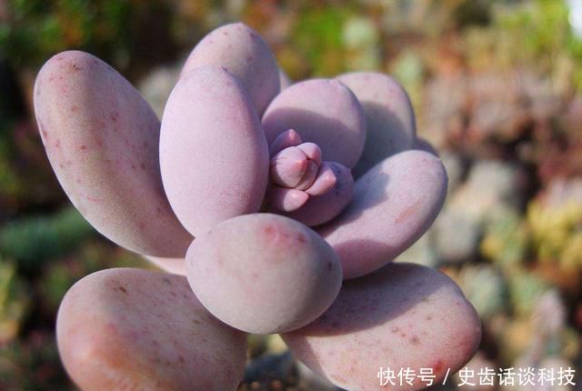  [枝繁叶茂]室内不知道养什么花？推荐此3种，好养易活枝繁叶茂，花期非常长