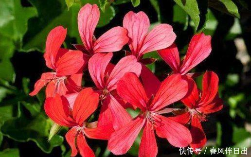 「养花」喜欢在家里养花,就养几种最受欢迎的花,开花喜庆还好养,满屋香