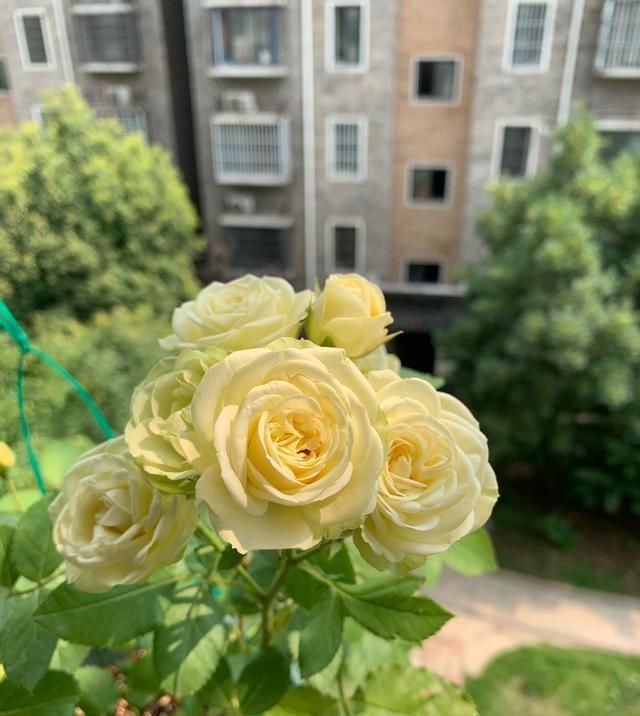  室内|此种观赏花卉，花期超级久，周年开花，漂亮又好养，室内也能种