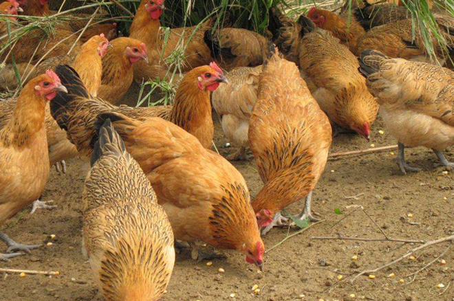  养殖户|农村养殖的土鸡，卖30元一斤有人嫌贵，养殖户：50元一斤