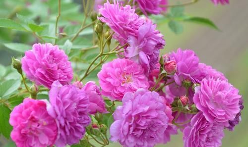  「不妨」喜欢菊花，不妨养盆“珍稀名菊”绿萍，绿如新翠，清新脱俗