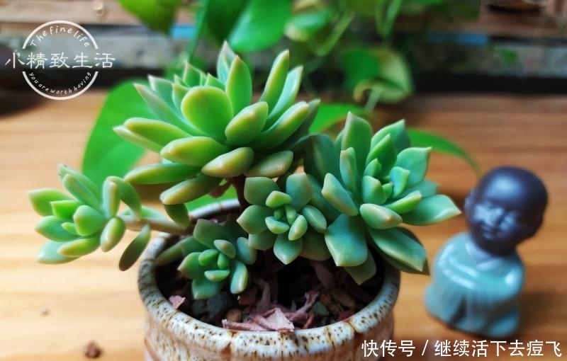  潜在开挂区|养多肉，地域很重要，来看看你是在开挂区，还是地狱逆挂区