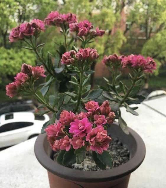  [大越]大花盆养什么绿植好？这3种花，盆越大越旺盛，根系壮，开花多