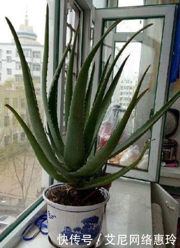  养君子兰：君子兰花不旺，浇点这“汁液”，比施肥更管用，一盆能开四五朵！