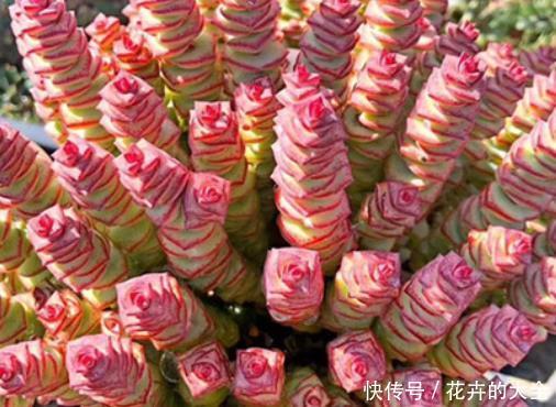 「温度」夏天是养钱串的好时机,做好这几点防护,度夏无忧养“爆盆”