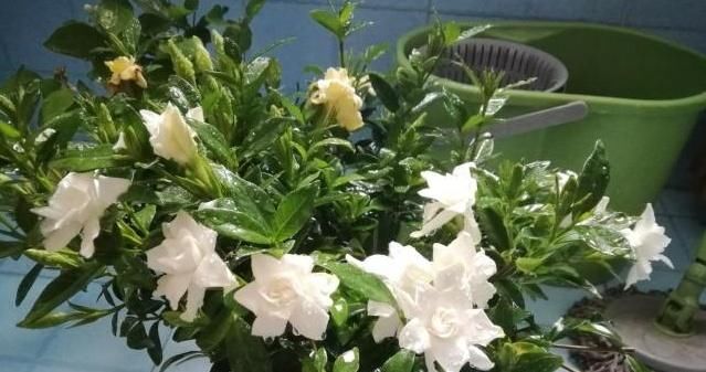  『剪根』4种“花”不用买，剪根枝条“扔盆里”，半月冒出大白根，真省钱