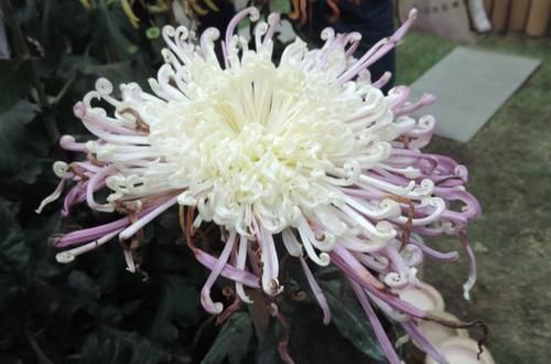  『系列』喜欢菊花，首选“盘龙系列菊花”盘龙招银，仙女飞舞，粉嫩典雅