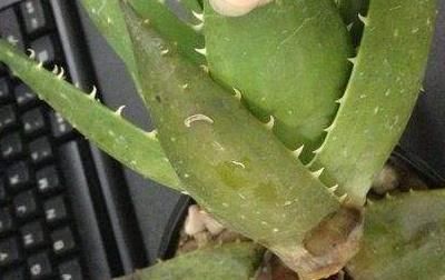  [植株]芦荟叶子软了怎么办