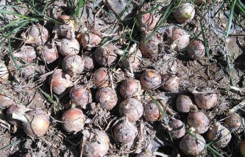  「中国」去年收购价1毛一斤，如今价格涨到近八元每斤农民可以试