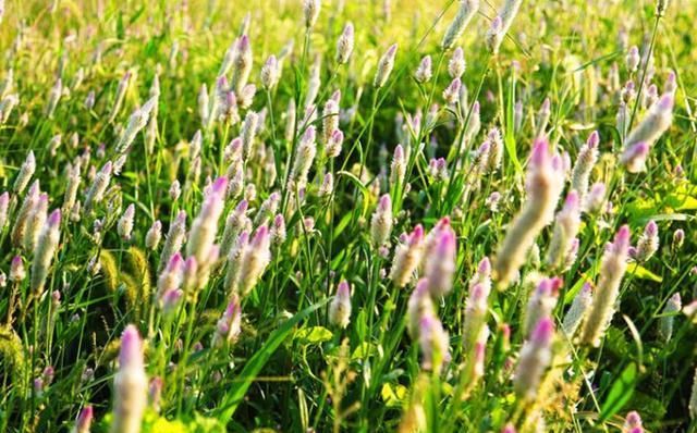  #功效#乡下随处可见的野草，被老农摘取喂猪，却有清肝明目的功