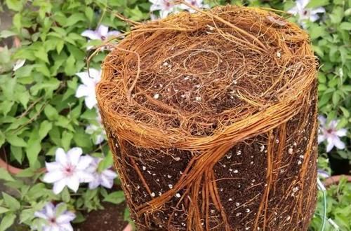  『三角梅』有院子的话，一定养这花，开花大又香！