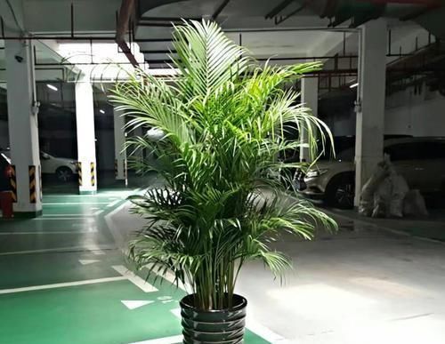 养护技巧@4月逛花市,这“3种花”随便买,大气、上档次,让你“清凉一夏”