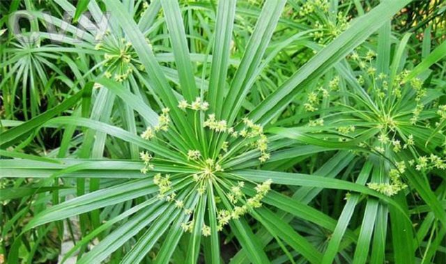  田间|农村一种常见植物，它是田间的野草，现在拿来造纸较为珍贵