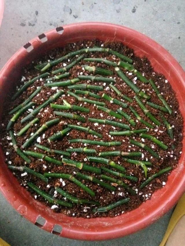 「得像」急性子就养铜钱草,俩月爆满整个家,多得像生物入侵