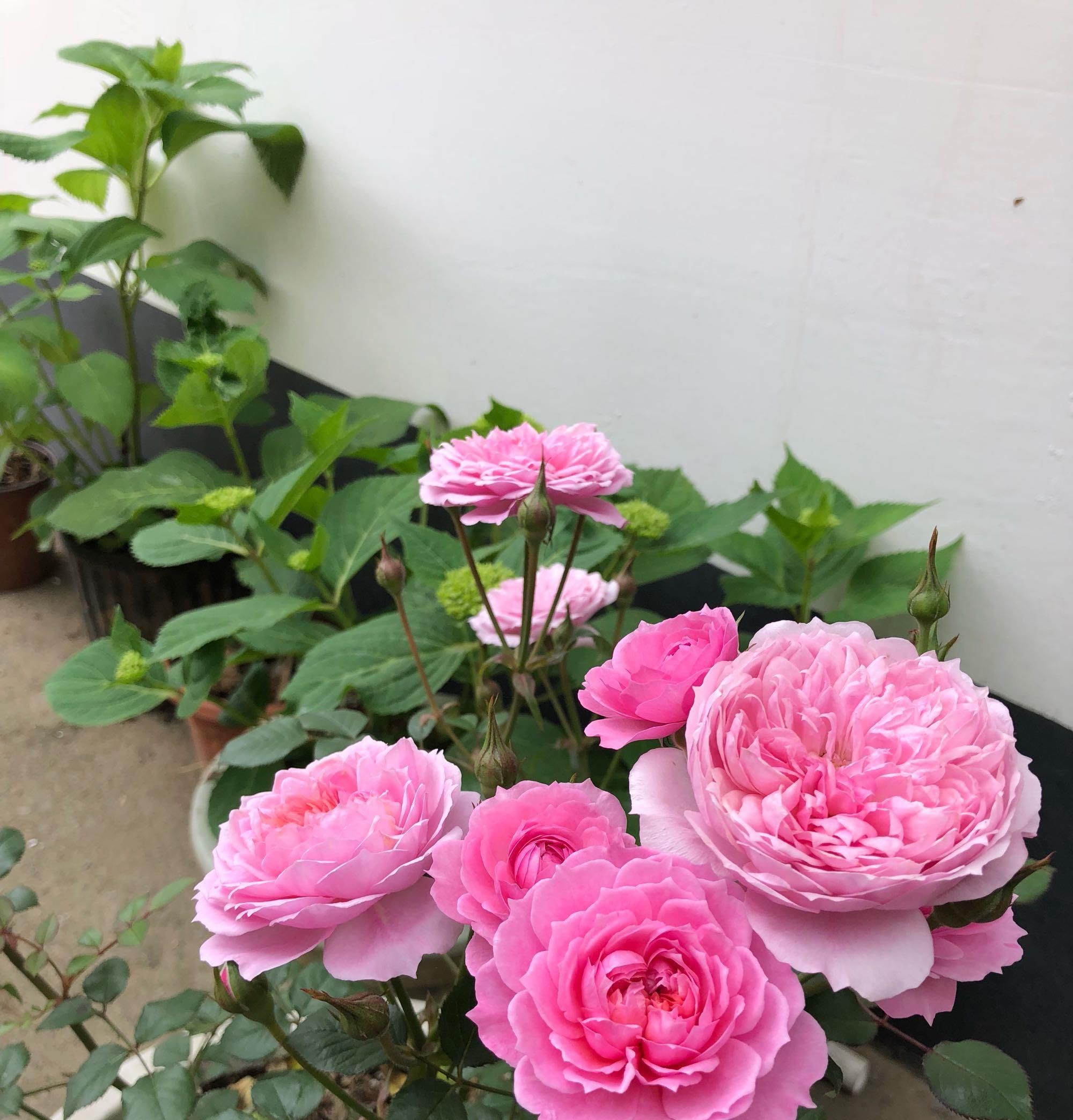  「拥有」全年都开花，一花撑起一阳台，超级好养，这款盆栽，你值得拥有！
