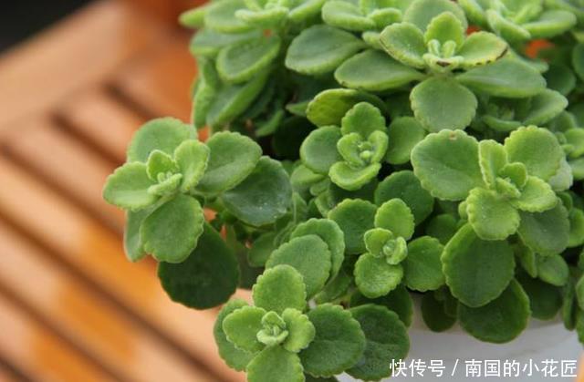 『真好玩』这种植物真好玩,越碰越香,摘片叶子砸一砸,还能熏蚊子