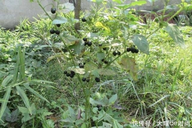  『杂草』1种植物被当成“杂草”，生长在田野里，8月份长出“黑果”，少见