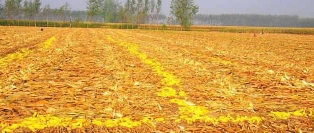 2019年粮食补贴新政策，补贴金额是多少？哪些人可获得专项补贴？