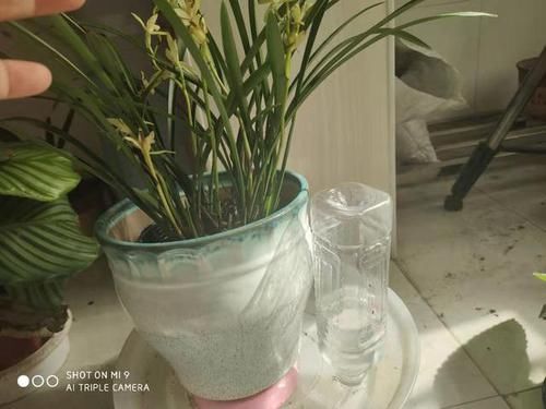  「矿泉水瓶」养兰花有妙招，一个矿泉水瓶倒着放，湿度大，根系旺，花满枝