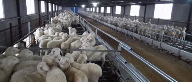  利润■农村养羊利润大，风险也多，一定要注意这些问题