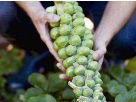  「抱子甘蓝」亩产量是4000斤，市场是10元一斤。它一年可以种两