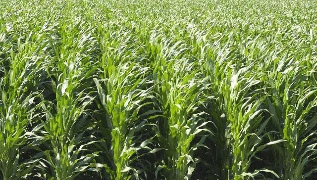  [田地里面]玉米什么时候会分支是怎么回事？针对玉米分支现象需要注意的事项