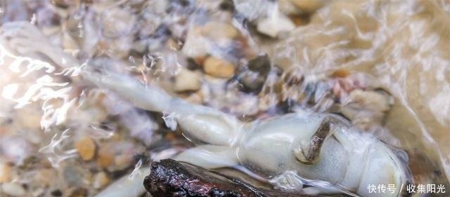 世界上最高温的河水温可达100摄氏度，动物掉进去会被煮熟