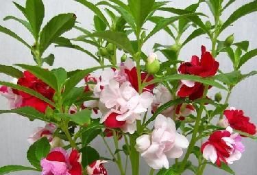  『艳丽』在家中养喜欢的花卉，就选花色艳丽，长势茂盛的3种花卉，太美了