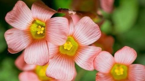  『蟹爪兰』家里养花就养这4款花，芳香馥郁，花苞开满整个阳台