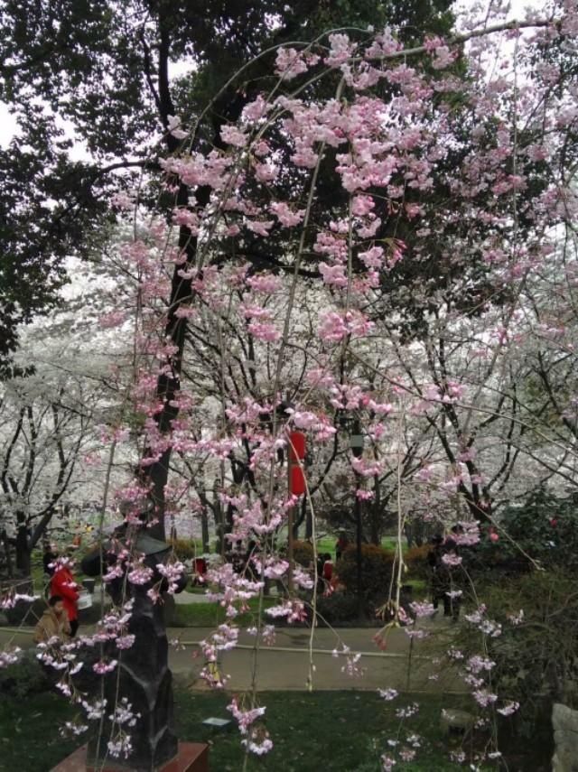  『飞花』花开花谢花飞花满天