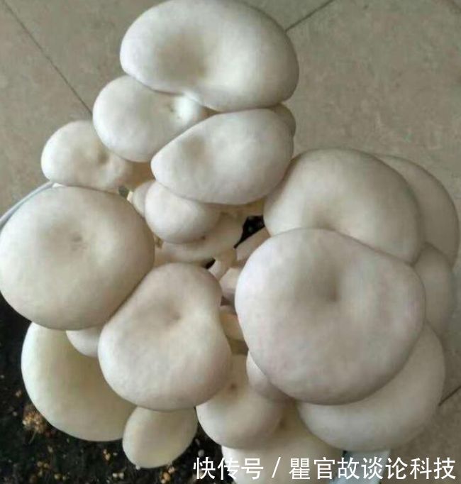 【漂亮】“1种蔬菜”种阳台,吃完一茬又一茬,养成盆景比花漂亮10倍!