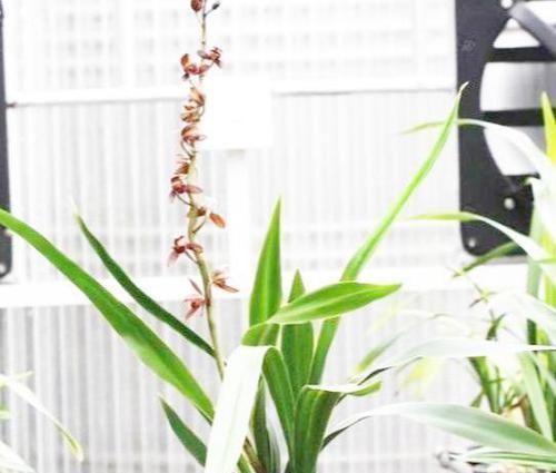 [被誉为]被誉为“国宝”的兰花，花色奇特，香气满园，植株优美，好养易活