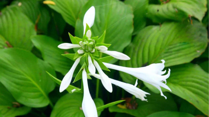 爱美:这4种花名字和花一样美,还容易度夏,爱美的就别错过!