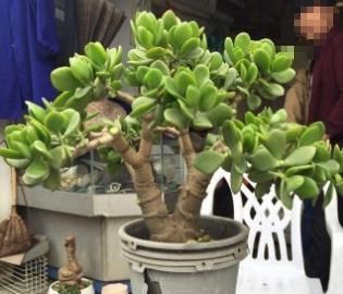 【传家宝】“2种植物”剪一刀,加点“料”,轻松养成盆景,可当“传家宝”