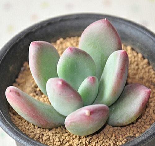  「植物」如何区分辨别，几种多肉植物中的“美人”，常见的有哪些
