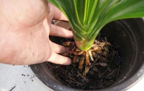  杀菌消毒：春天给花换盆换土，少做一件事，等于白费力，养花难服盆！