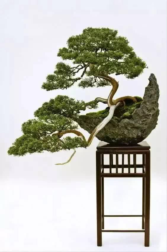  「从未见过」没有盆的盆栽，从未见过，太好看了！