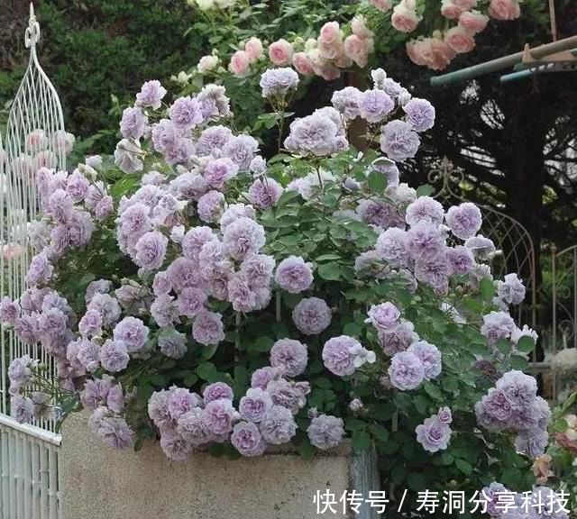 「品种」梦幻悠长,无法抗拒,月季的那抹蓝紫色美得清凉又高级!