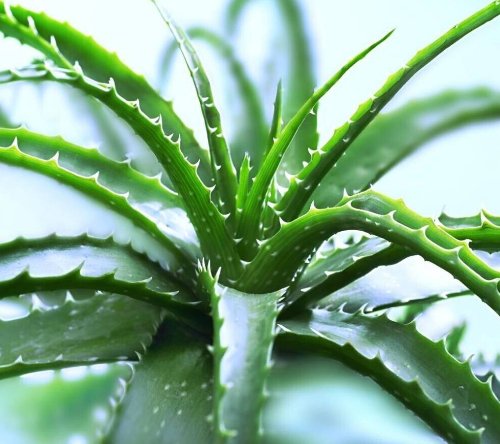  『洗脑』办公室桌子上放这些植物，好看洗脑还提神，好闻花还香