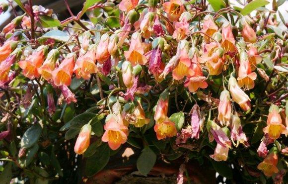 红灯笼:长寿花中的经典,养盆宫灯长寿,花开满枝头,年年收获红灯笼