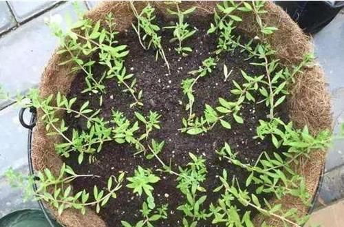  『花盆』长石缝里的小草，看到拔1棵，种花盆，浇水就生长，比吊兰美10倍