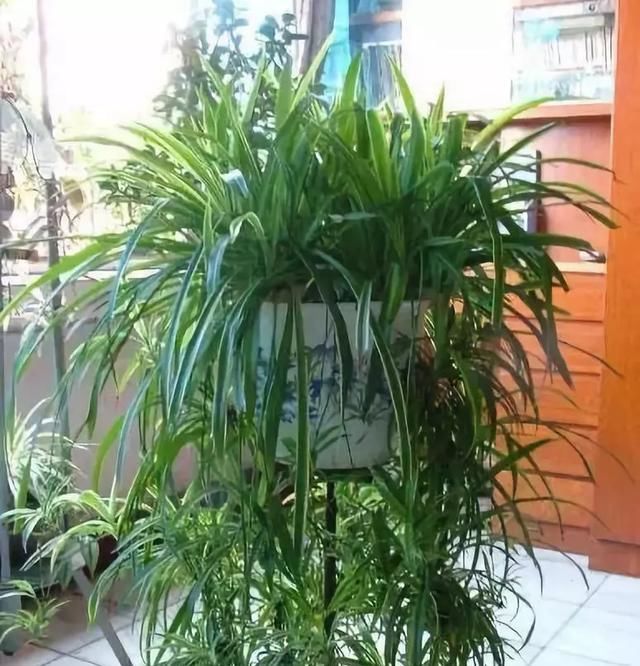  随便■吸附“灰尘”的1种花,随便养2盆在“客厅”,1个月不用扫地!