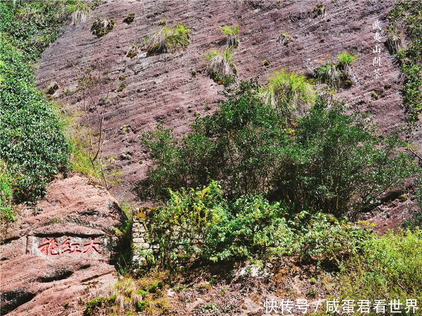  【派兵】福建武夷山最有名的三棵树，不仅派兵专门看守，还投保了一个亿